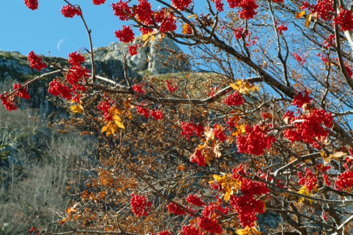 Sorbus aucuparia